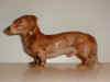 1752 gravhund Daschhound B.G. porcelæn.JPG (77025 byte)